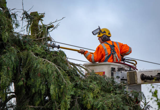 Leaf Removal in Dilworthtown, PA