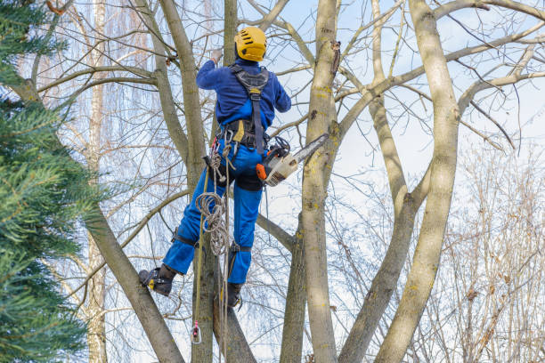 How Our Tree Care Process Works  in  Dilworthtown, PA