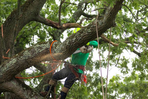 Dilworthtown, PA Tree Care Company